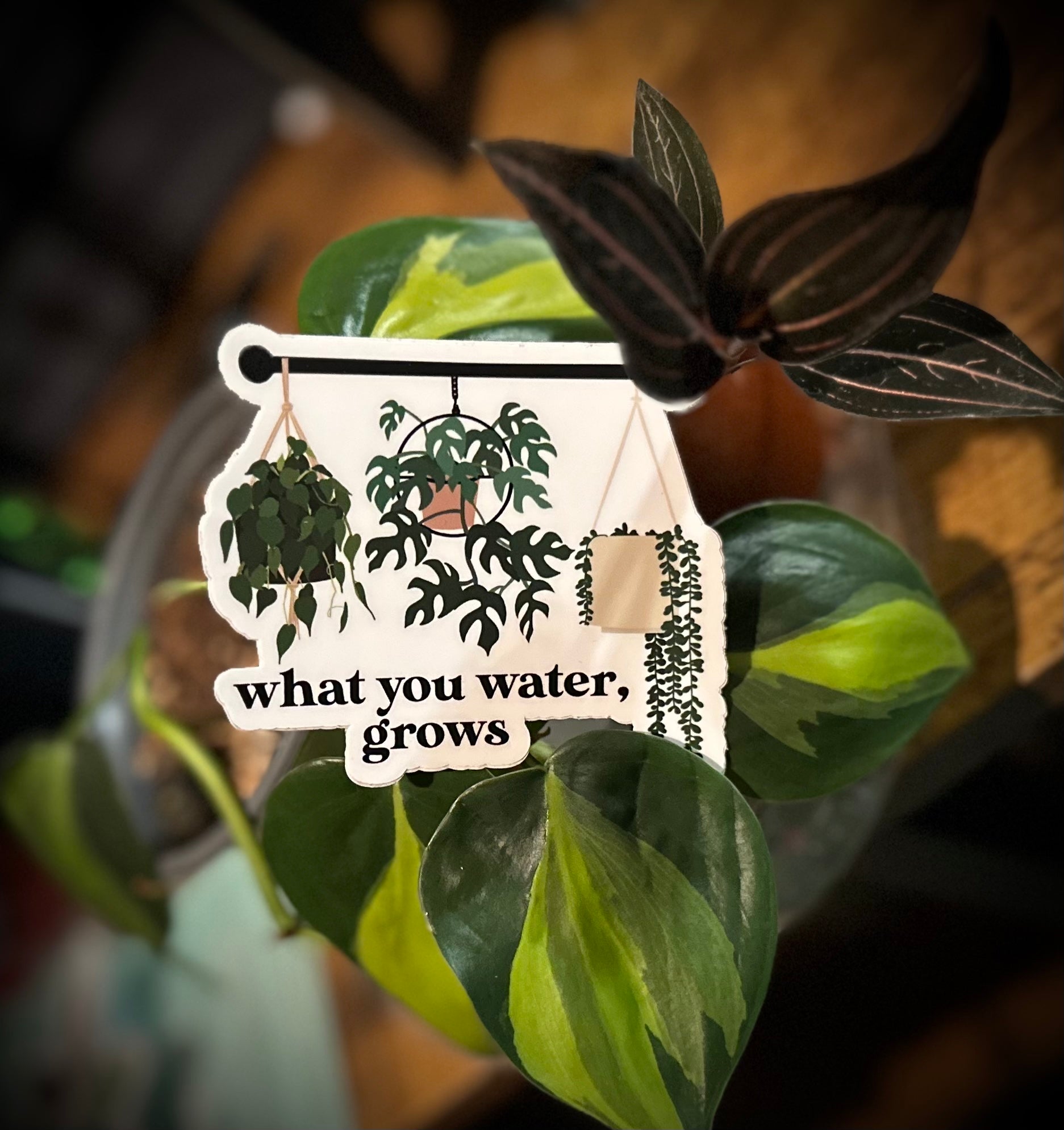 What you Water Grows