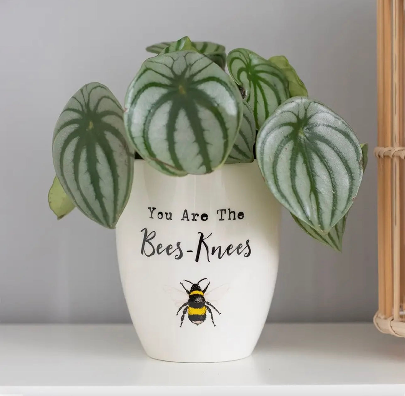You Are the Bees Knees Ceramic Plant Pot